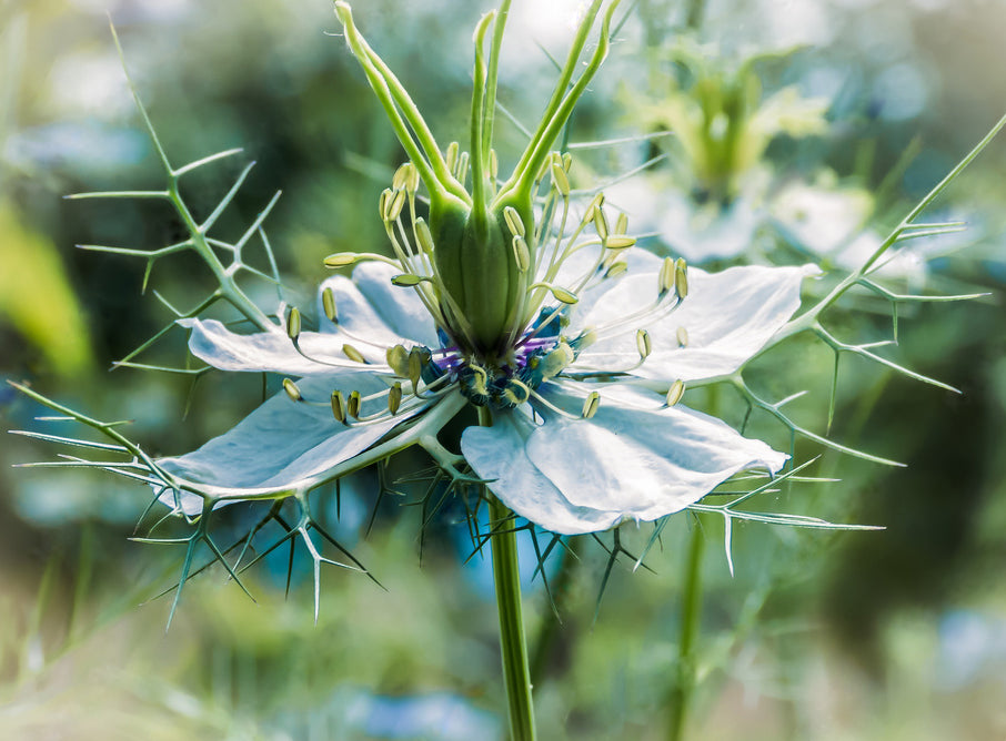 fleur de nigella sativa nigelle avec ses graines