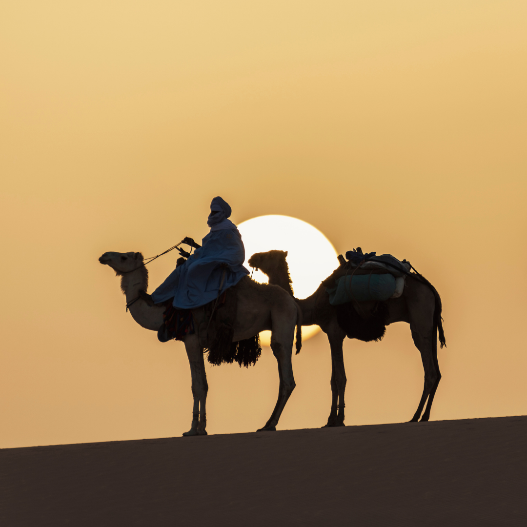Dromadaires avec soleil dans le désert