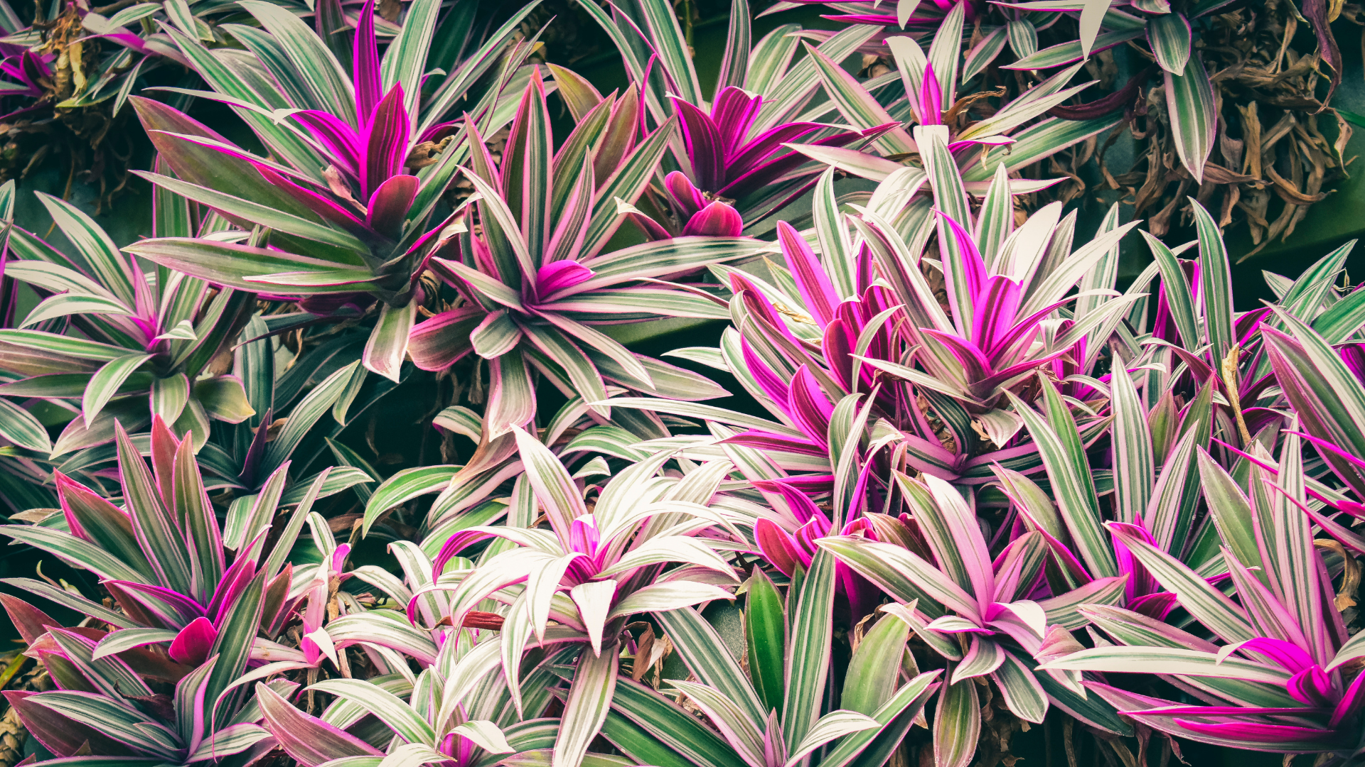 Plantes exotiques roses et vertes