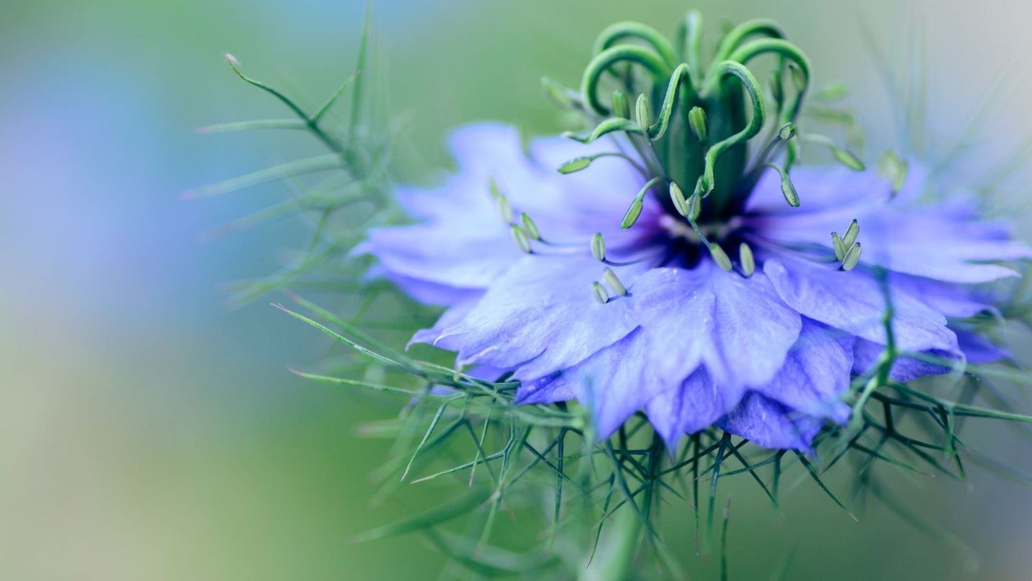 Comment consommer la nigelle pour sa santé ?