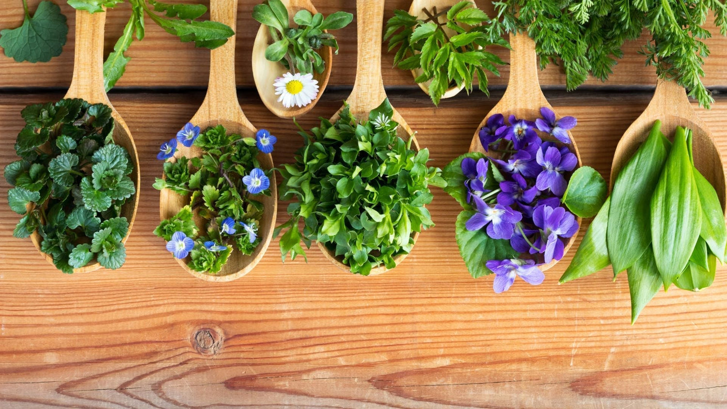 Inflammation chronique : des plantes naturelles pour apaiser les douleurs et retrouver l’équilibre