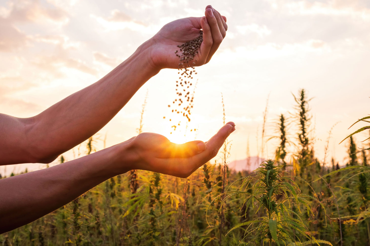 Quels sont les bienfaits des graines de nigelle ?