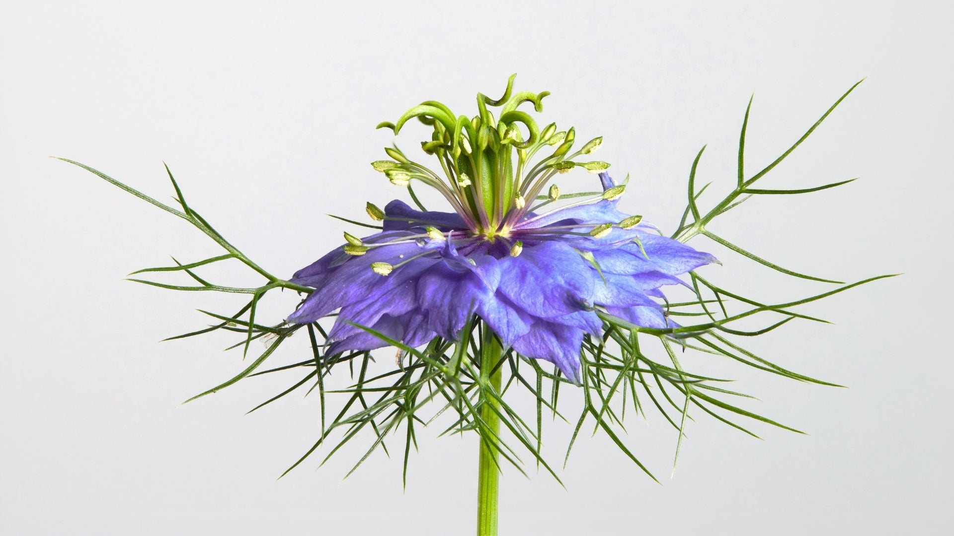 Les bienfaits de la nigelle