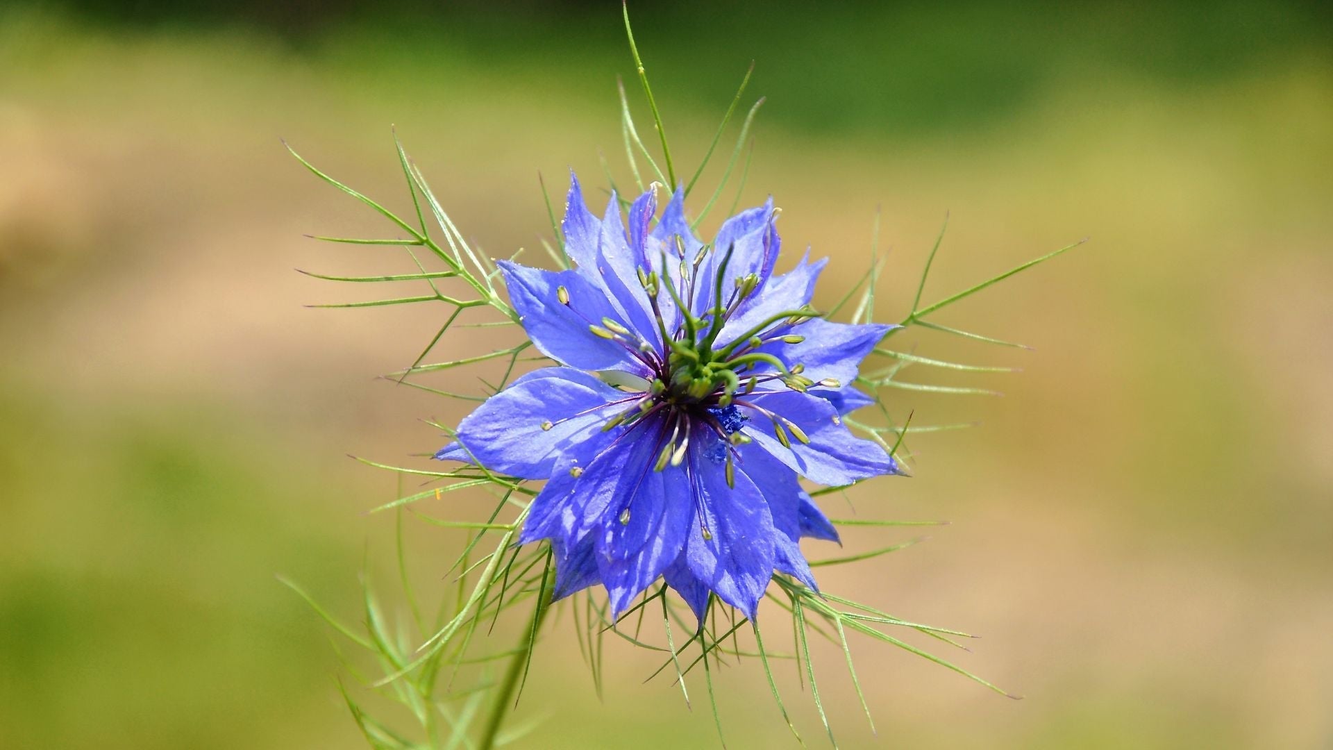 Quels sont les bienfaits de la Nigelle