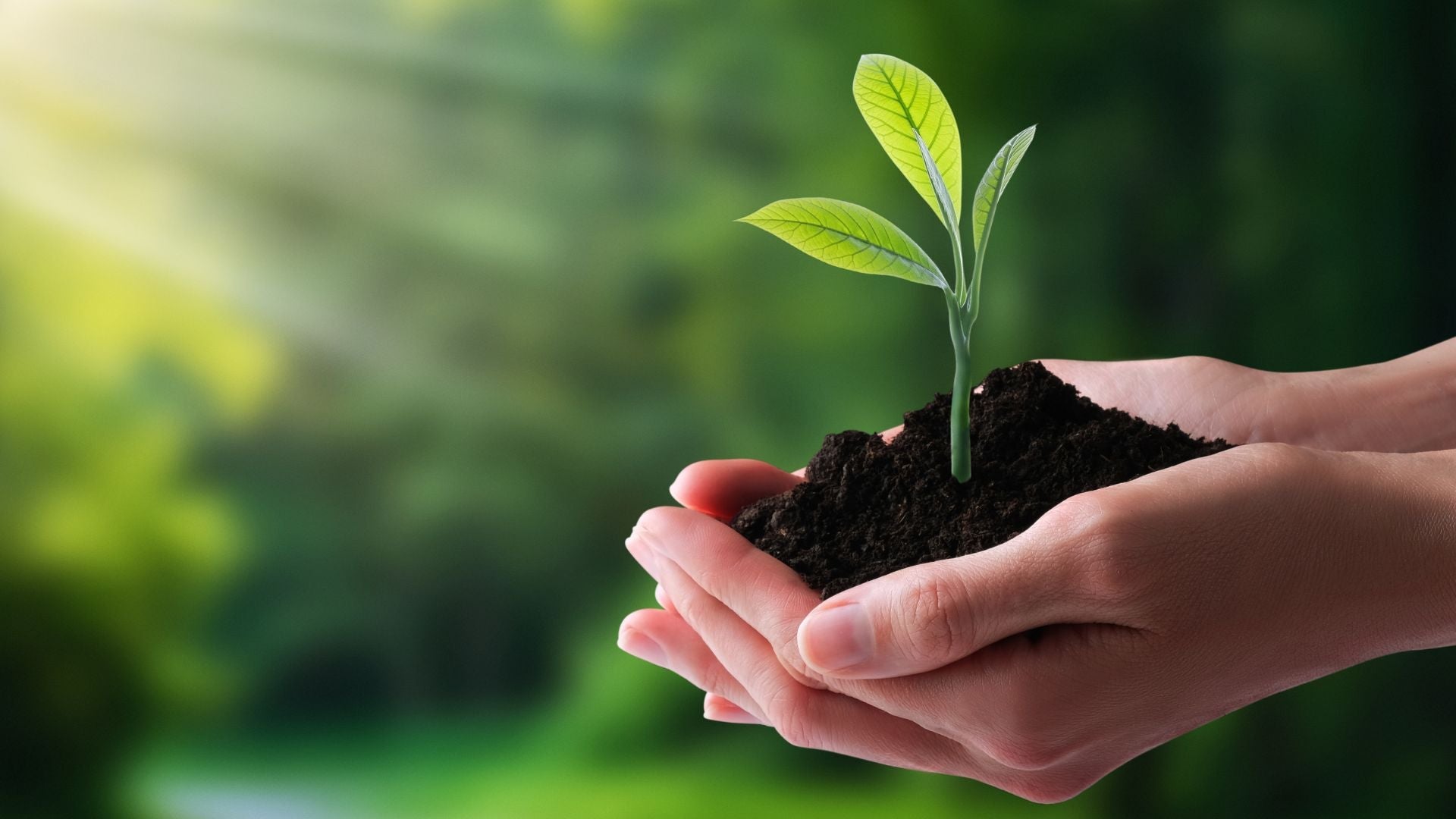 Cultiver la Durabilité : Les bénéfices écologiques d'un jardin respectueux de l'environnement - lofficinedumonde.fr