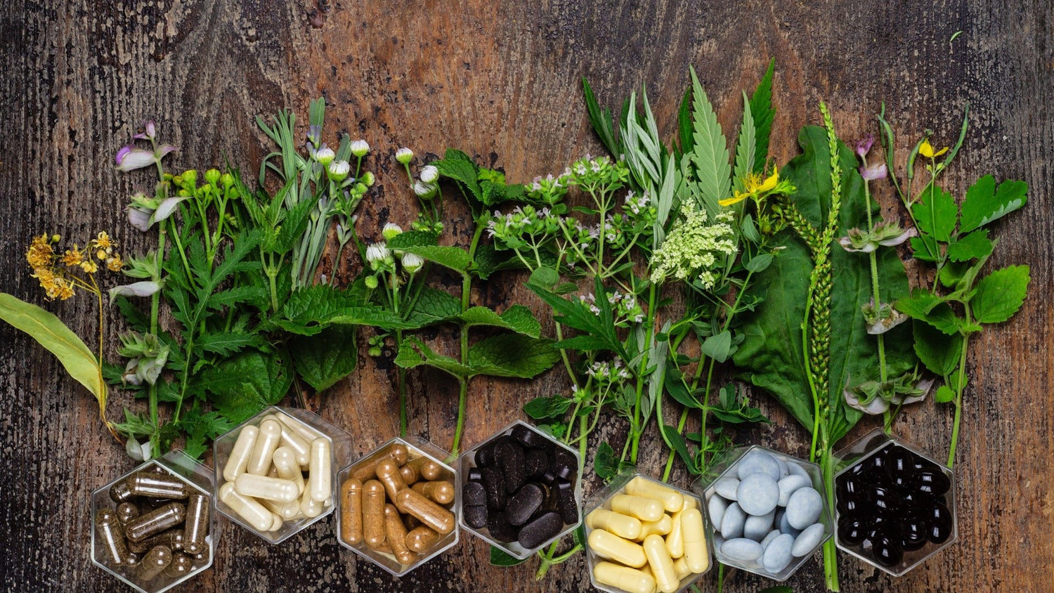 Des plantes médicinales à votre rescousse : Comment soulager certains maux avec des compléments naturels - lofficinedumonde.fr