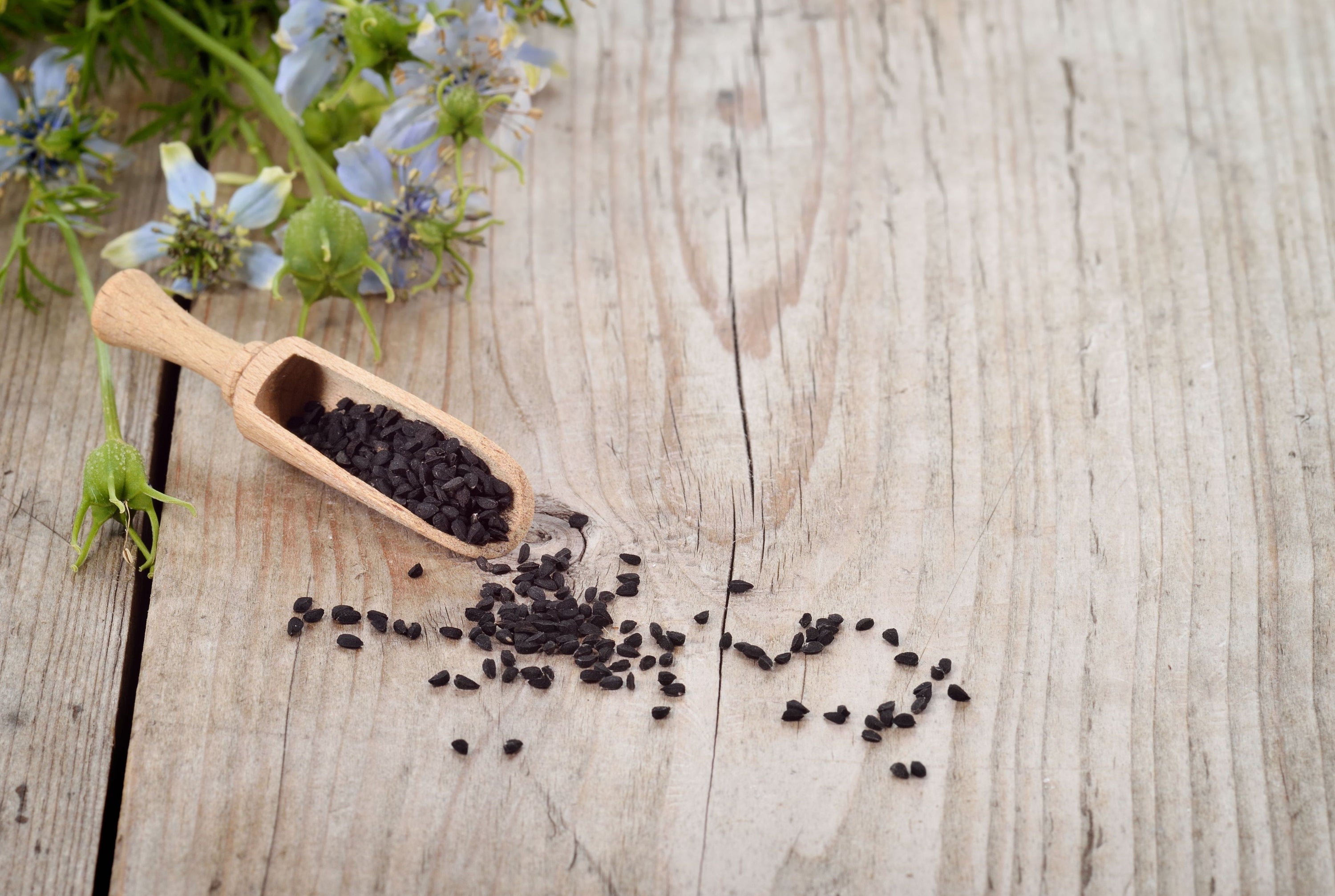 Nigelle : huile, graines, quels bienfaits selon Top Santé et la science ?