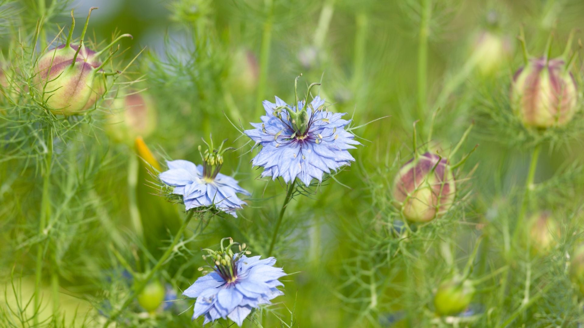 La nigelle et son principe actif la thymoquinone : Bienfaits avec preuves scientifiques - lofficinedumonde.fr