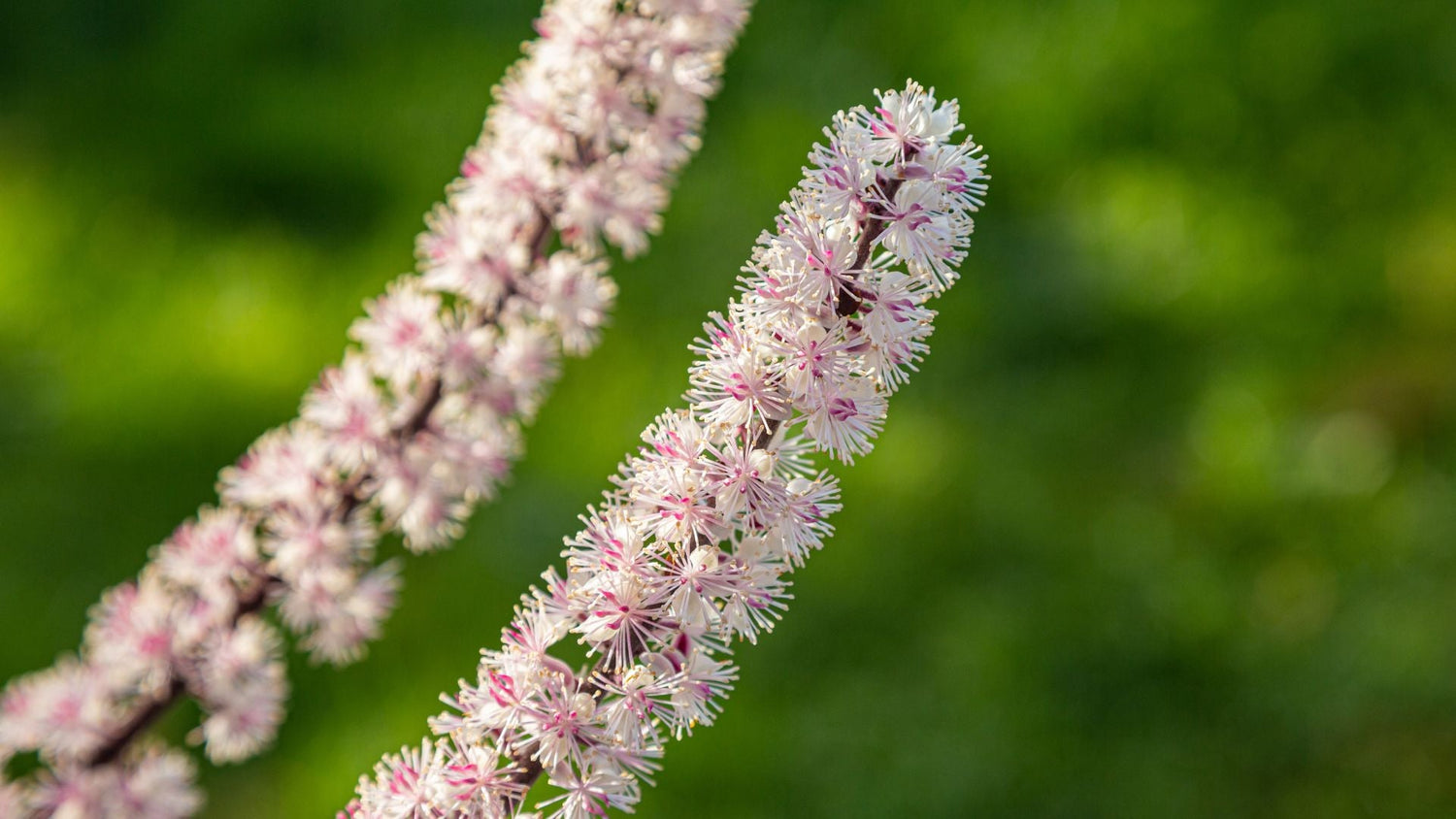 Le Cimicifuga : cette plante peu connue aux multiples bienfaits pour la ménopause - lofficinedumonde.fr