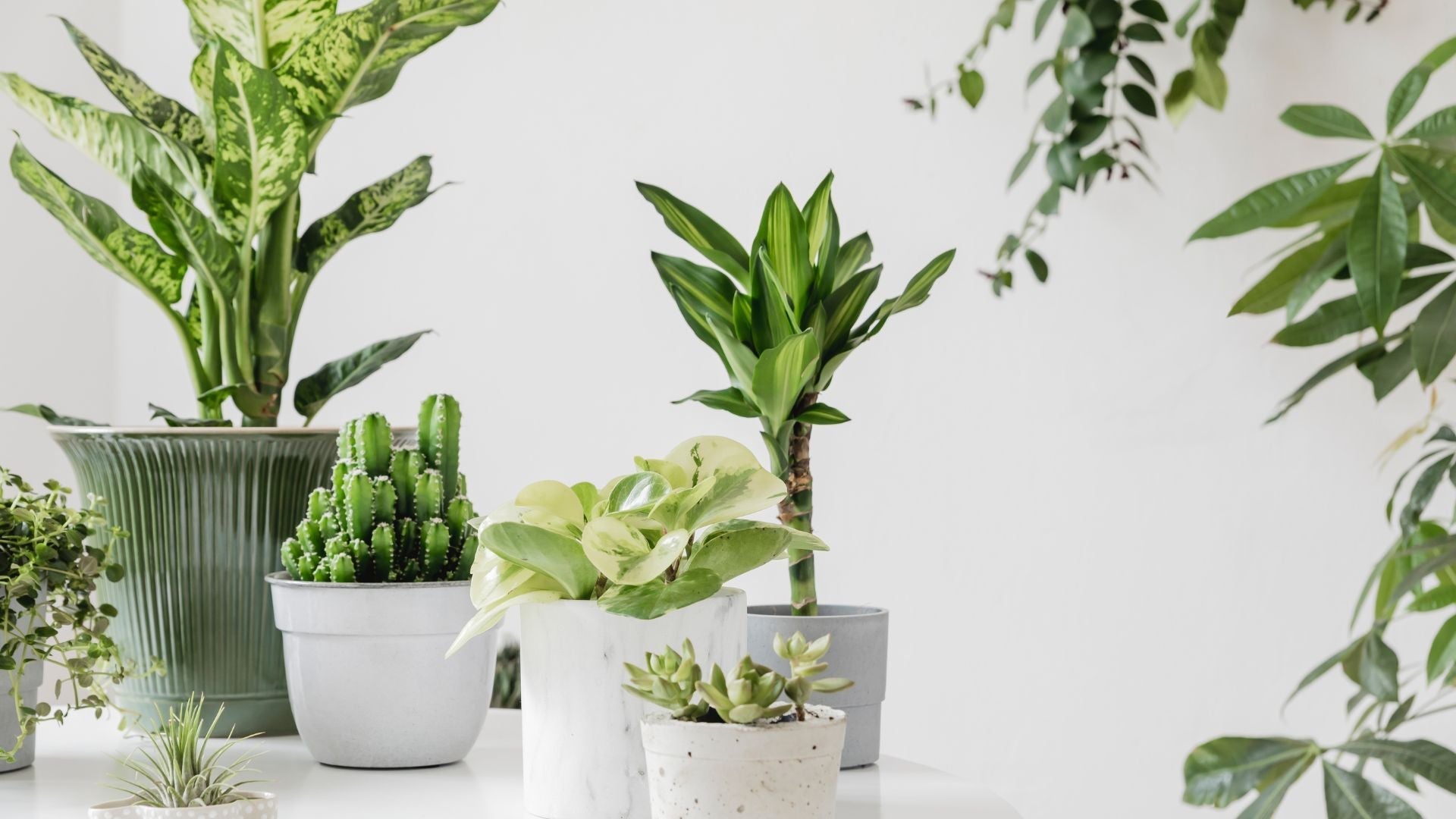 Les Bienfaits des Plantes d'Intérieur sur la Santé : Une Approche Scientifique - lofficinedumonde.fr