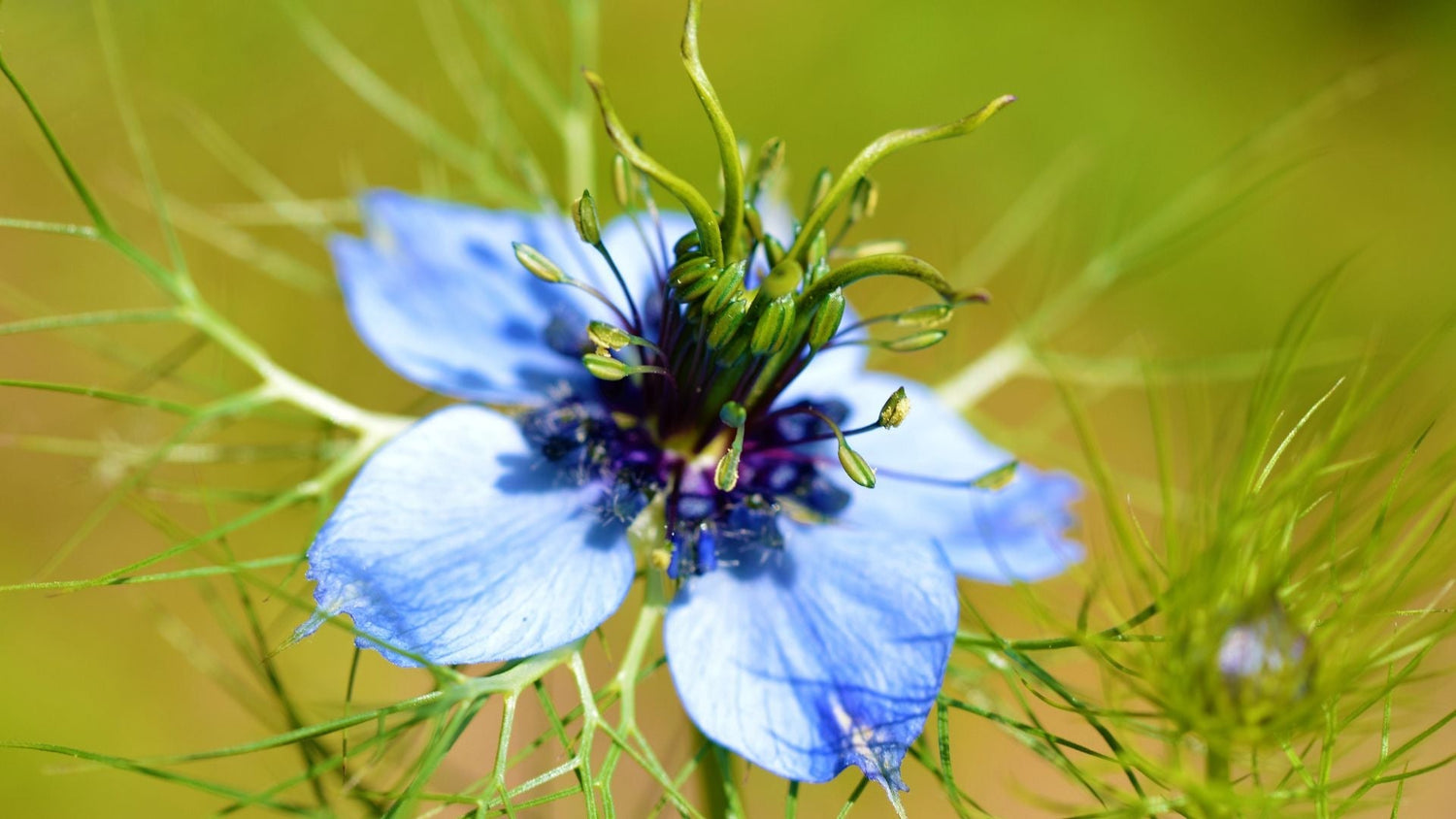 Les pouvoirs de la Nigelle : Un remède naturel contre les allergies - lofficinedumonde.fr