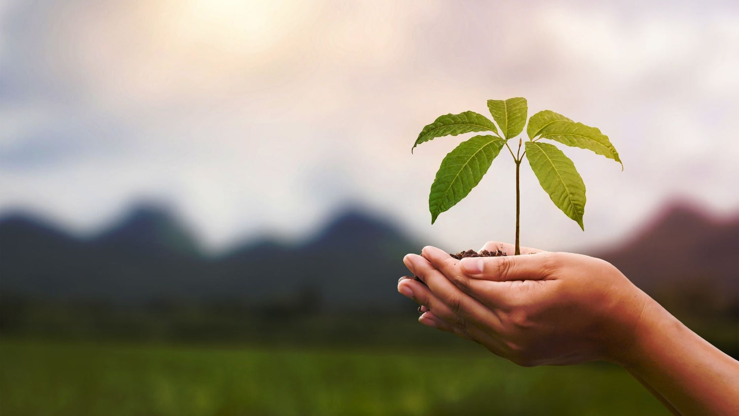 Les trésors de la nature : quelle est l’importance d’intégrer des Plantes Naturelles dans notre quotidien ? - lofficinedumonde.fr
