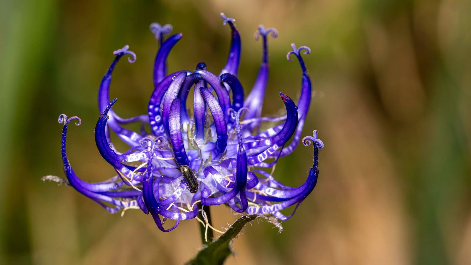 Harpagophytum et santé articulaire : un actif végétal aux bienfaits prouvés