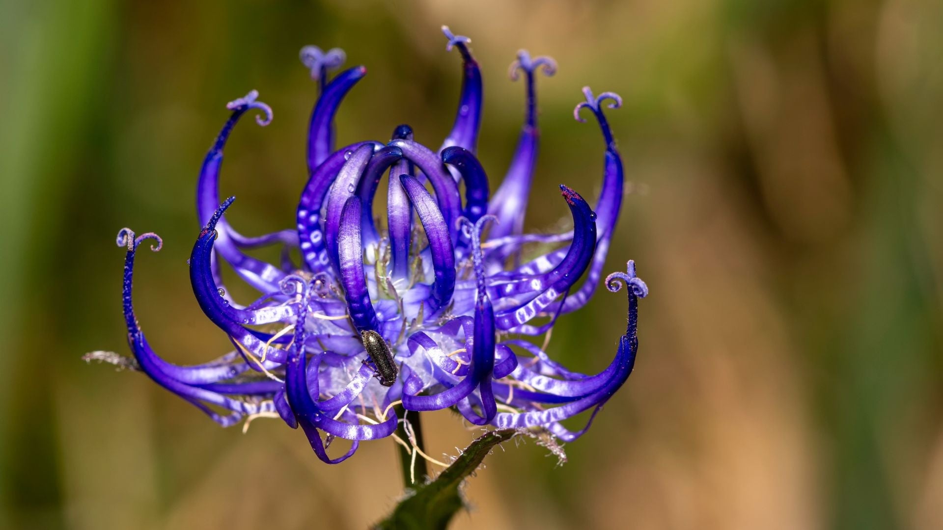 Harpagophytum et santé articulaire : un actif végétal aux bienfaits prouvés