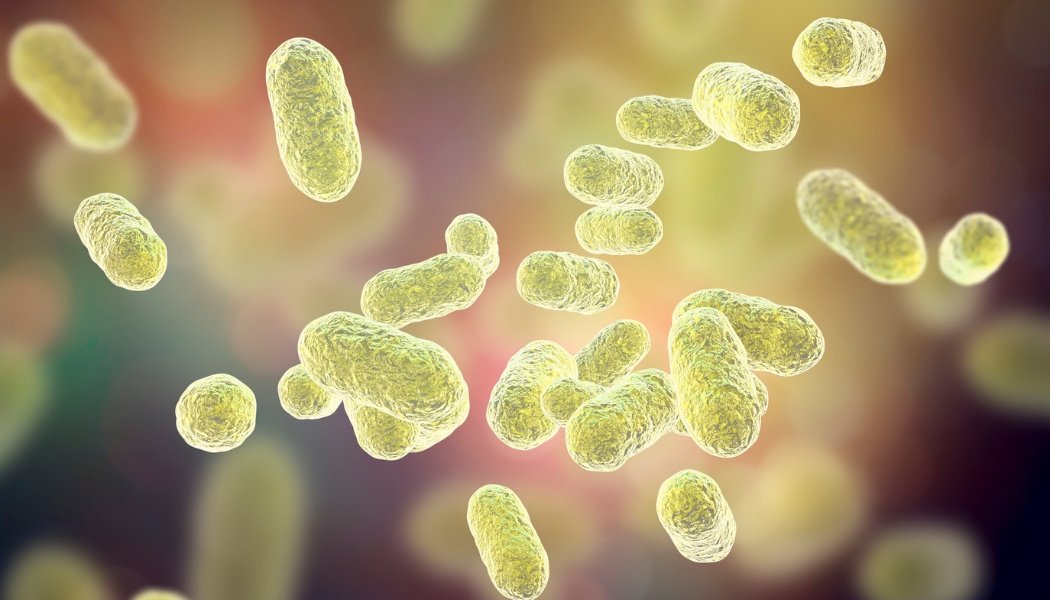 Microbiote : nos alliés essentiels et indispensables - lofficinedumonde.fr