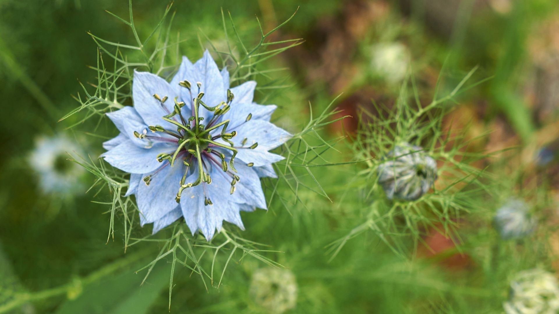 Nigelle et Harpagophytum : un remède pour les problèmes articulaires - lofficinedumonde.fr