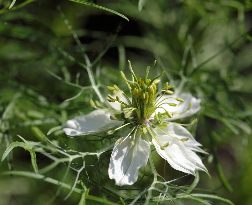 fleur de nigelle avec ses graines visibles aux pétales blanches