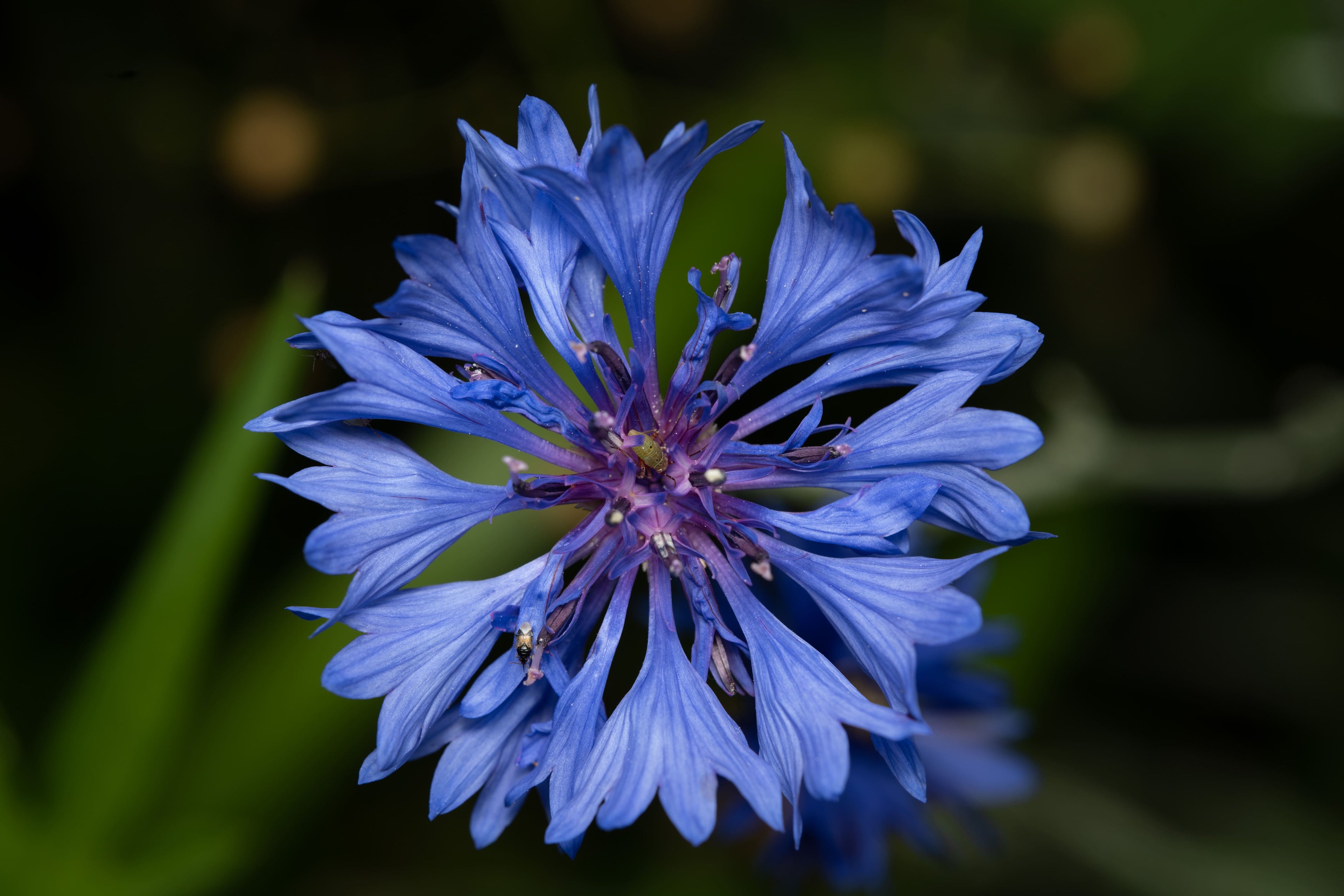 Fleur de bleuet bleu vif en gros plan, pétales délicats avec un fond flou vert naturel.